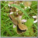 Aphantopus hyperantus - Schornsteinfeger 08.jpg